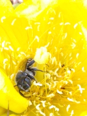 Lithurgopsis gibbosa