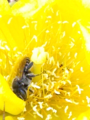 Lithurgopsis gibbosa