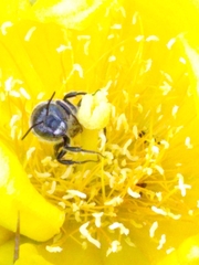 Lithurgopsis gibbosa