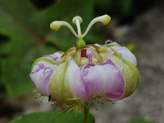 (c) Arturo Benavides Mendoza, some rights reserved (CC BY) Passiflora ciliata, photograph (c) Arturo Benavides Mendoza, some rights reserved (CC BY)