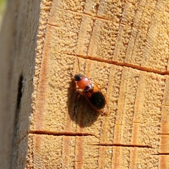 Stenolophus teutonus