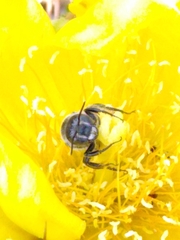 Lithurgopsis gibbosa