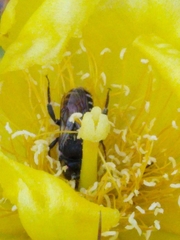 Lithurgopsis gibbosa