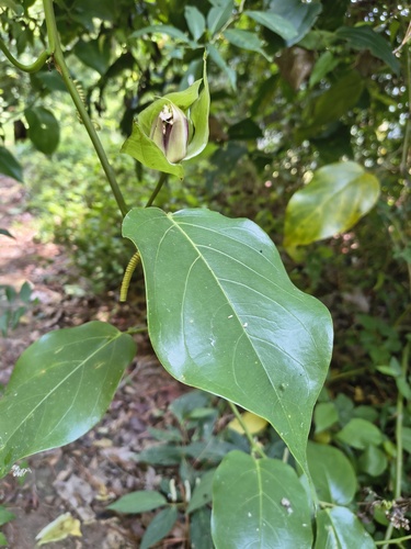 Passiflora nelsonii