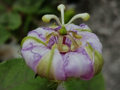 Passiflora ciliata, photograph 5