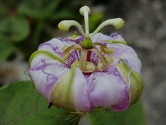 (c) Arturo Benavides Mendoza, some rights reserved (CC BY) Passiflora ciliata, photograph (c) Arturo Benavides Mendoza, some rights reserved (CC BY)