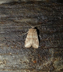 Lithophane semiusta
