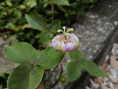 Passiflora ciliata, photograph (c) Arturo Benavides Mendoza, some rights reserved (CC BY)