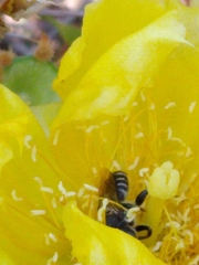 Lithurgopsis gibbosa