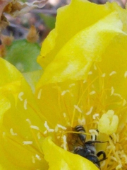 Lithurgopsis gibbosa