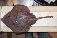 Amblyraja hyperborea