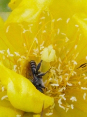 Lithurgopsis gibbosa