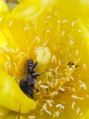 Lithurgopsis gibbosa