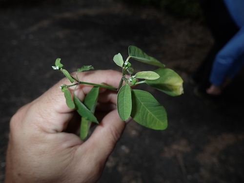 Euphorbia graminea observed 2026-05-14