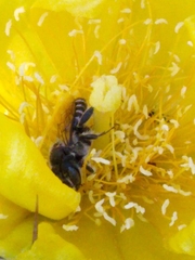 Lithurgopsis gibbosa