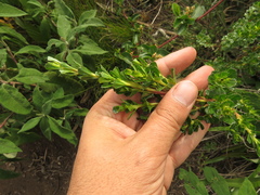 Baccharis tricuneata