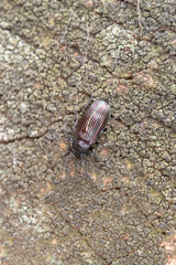 Tarpela micans