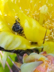 Lithurgopsis gibbosa