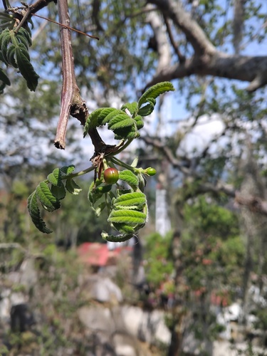 Bursera cuneata (Schltdl.) Engl. 3
