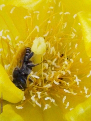 Lithurgopsis gibbosa