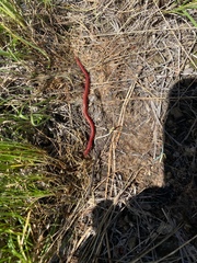 Strigamia epileptica