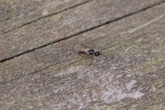 Diapriinae