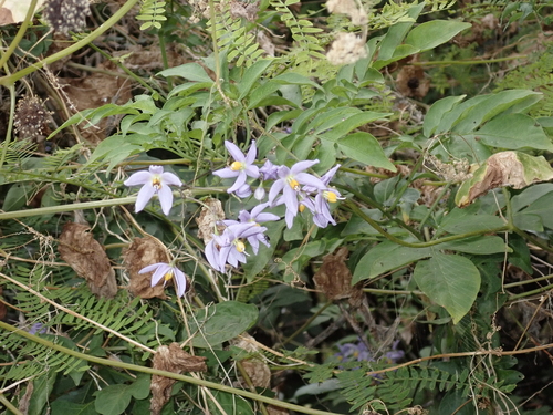 Solanum seaforthianum observed 2026-05-14
