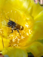 Lithurgopsis gibbosa