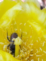 Lithurgopsis gibbosa