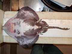 Amblyraja hyperborea