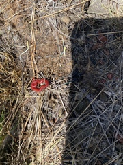 Strigamia epileptica