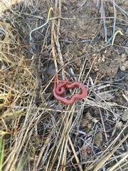 Strigamia epileptica