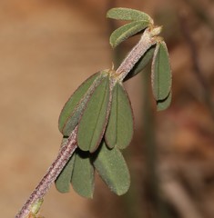 Indigofera sessilifolia