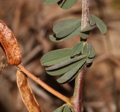 Indigofera sessilifolia