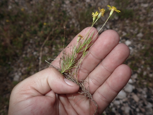Thymophylla pentachaeta, 2026-05-14