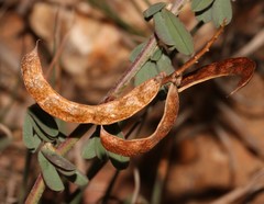 Indigofera sessilifolia