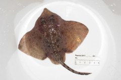 Amblyraja hyperborea