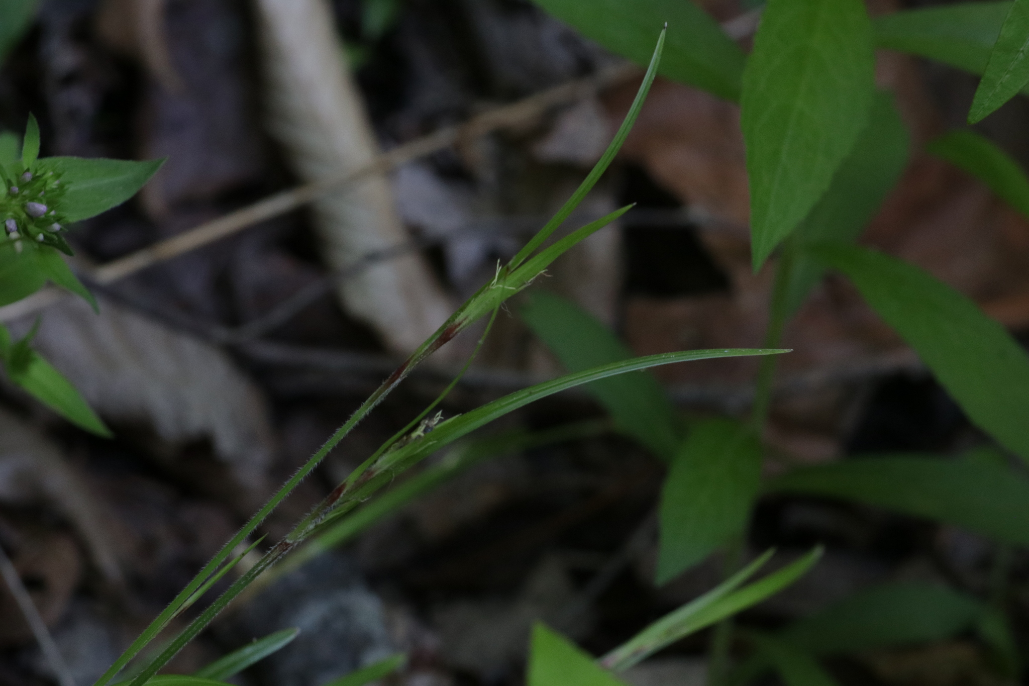 Imagem de Scleria oligantha