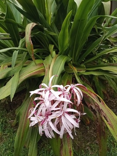 Crinum × amabile, photograph 1