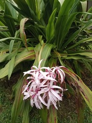Crinum × amabile