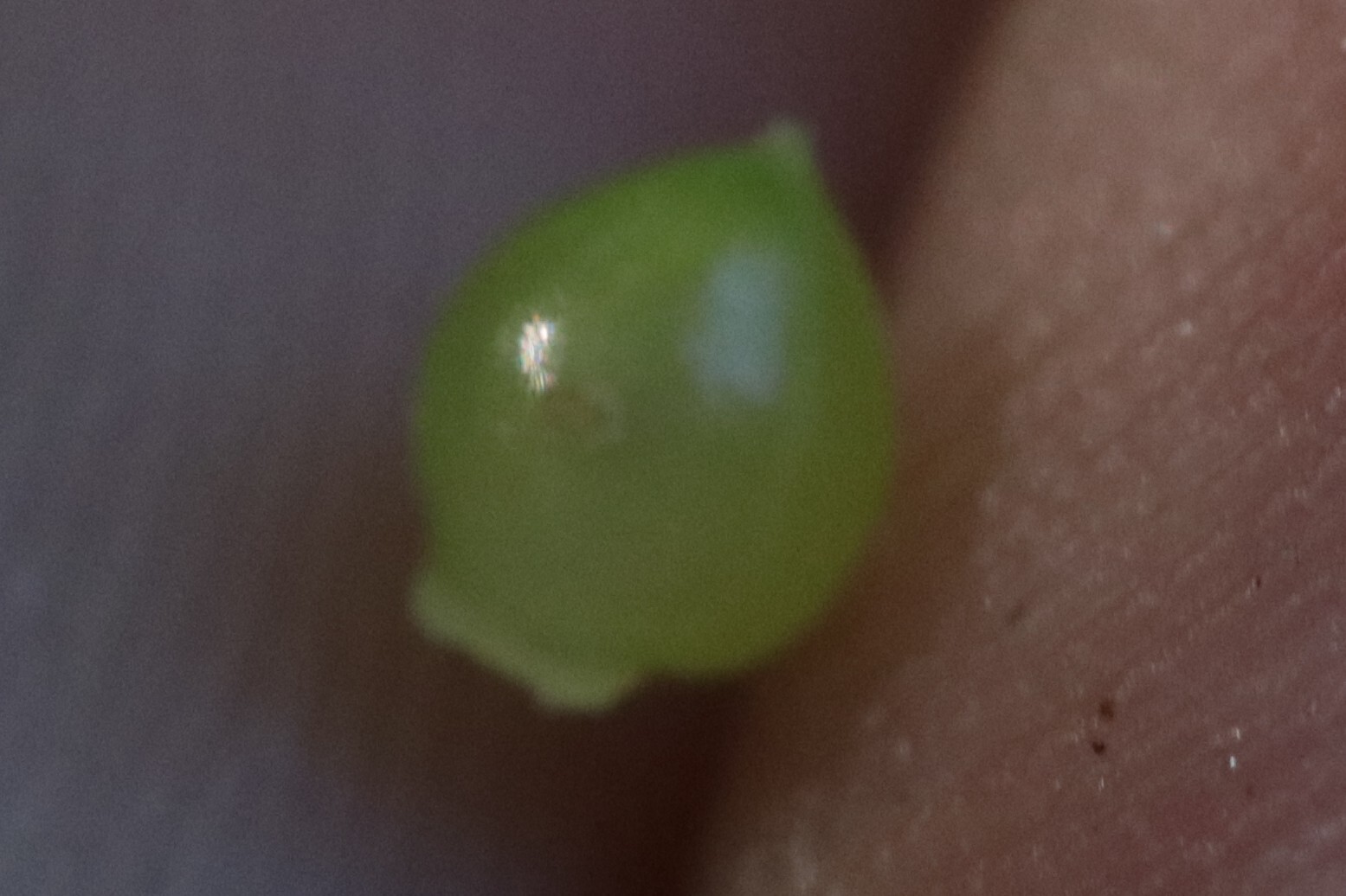 Imagem de Scleria oligantha