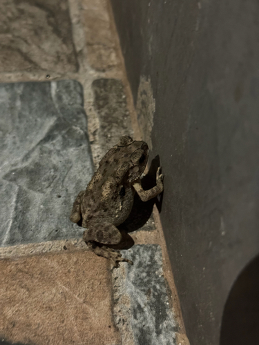 Asian Common Toad