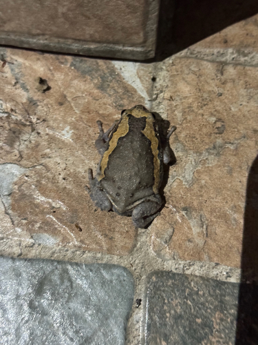 Asian Painted Frog