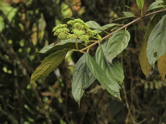 Viburnum anabaptista