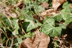 Dermestes undulatus