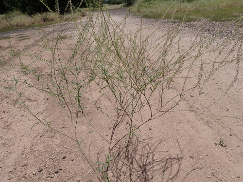 Lepidium africanum observed 2026-05-14
