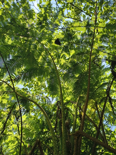 Cyathea bicrenata, 2026-05-06