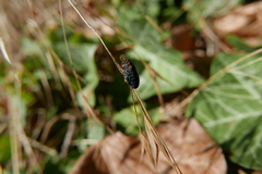 Dermestes undulatus