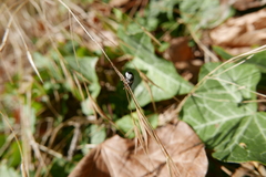 Dermestes undulatus