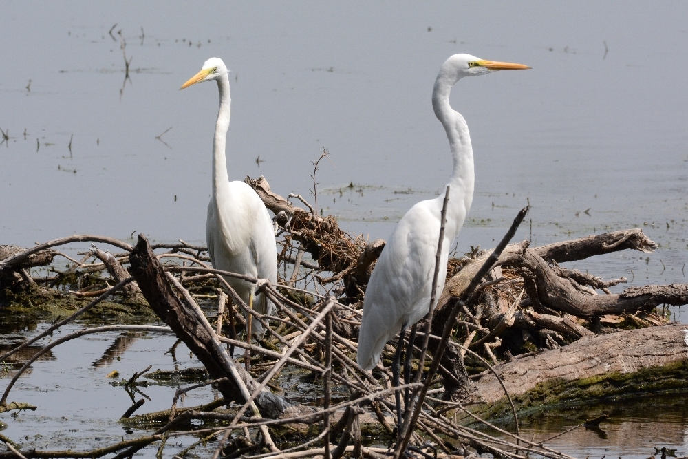 Great Egret